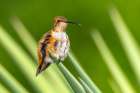 USA, New Mexico. Rufous hummingbird perched on yucca leaf. Art Print